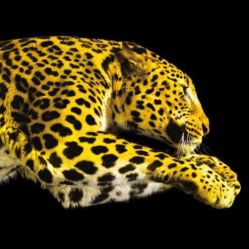 Locarno Film Festival